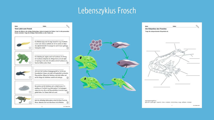 Arbeitsblätter: Lebenszyklus Frosch