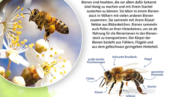 Vorschau Zusatzmaterial „Honigbiene“
