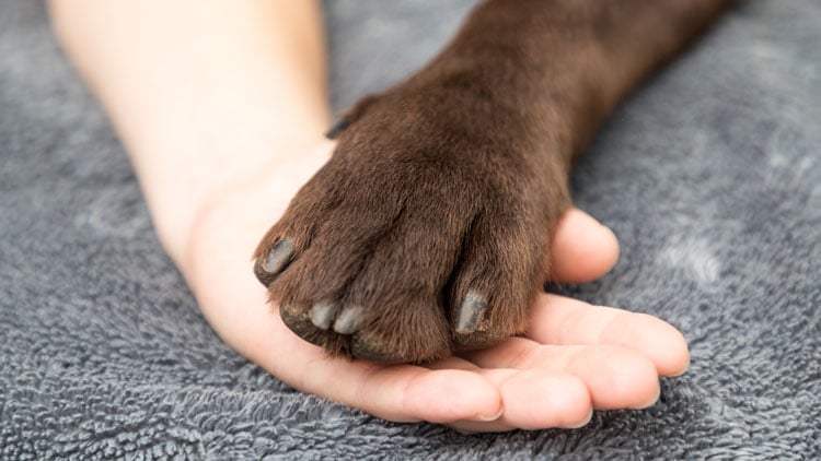 Hund gibt Kind die Pfote