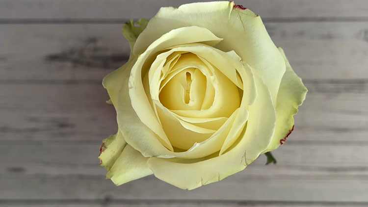 Blumen färben