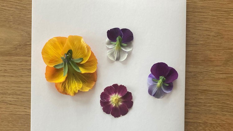 Blumen auf das Papier legen.