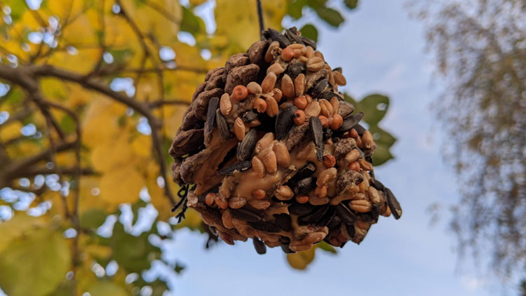 Fichtenzapfen in Fett gerollt und mit Streufutter für Vögel bestreut.