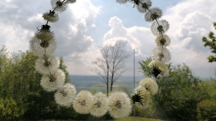 Kranz aus verblühten Löwenzahnblüten, die sich nach dem Öffnen in Pusteblumen verwandeln.