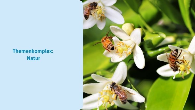 Projektideen zum Thema Natur und Umwelt aus dem Betzold Kindergarten Blog.