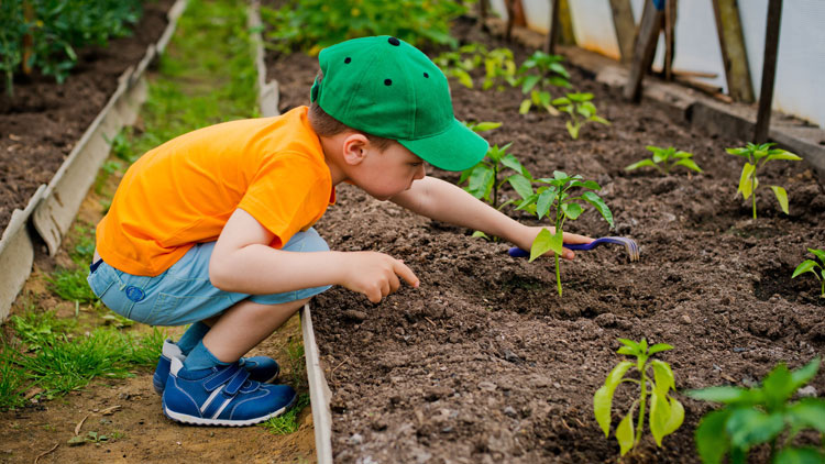 Kind pflanzt Gemüse im Garten