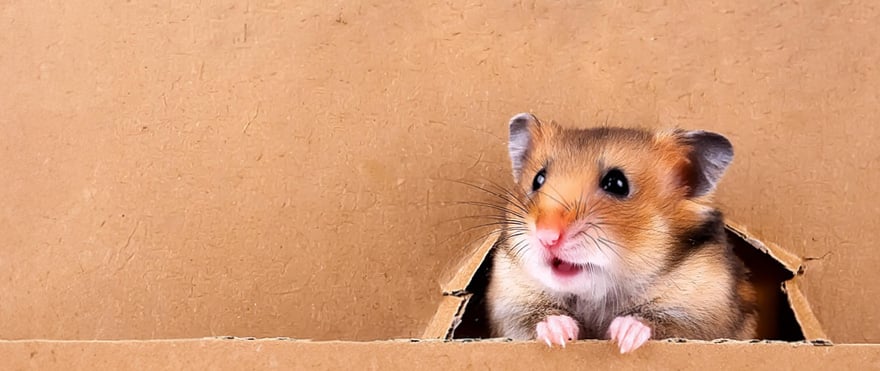 Hamstertage