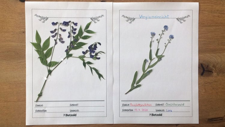 Deckblatt und Herbarbogen als Kopiervorlage