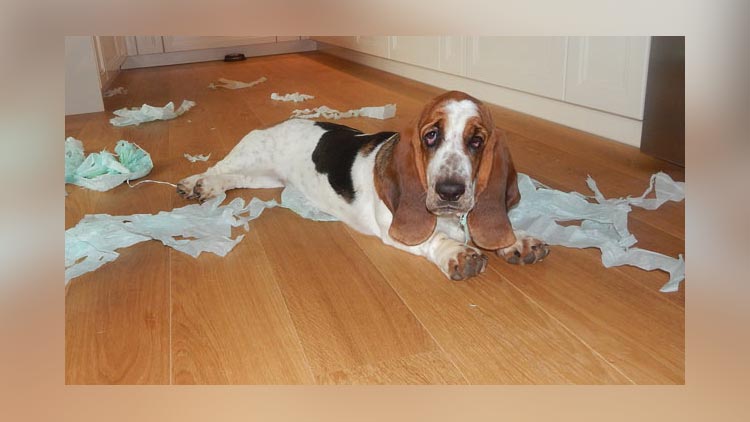 Hund hat Papier zerrupft