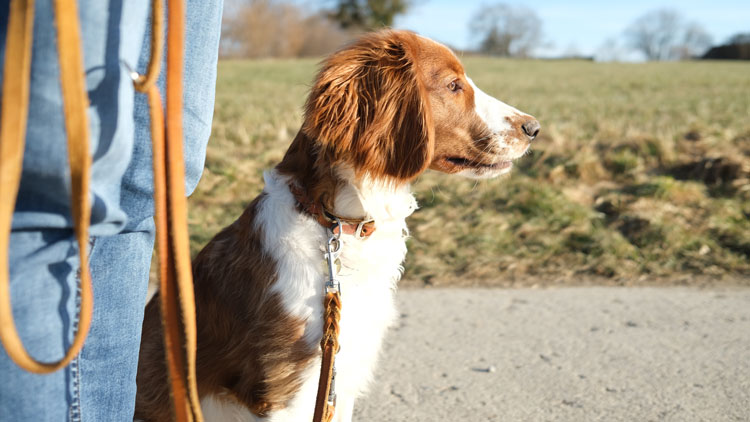 Hund sitzt neben Mensch an der Leine ab